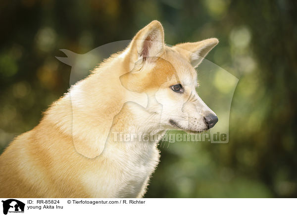 junger Akita Inu / young Akita Inu / RR-85824
