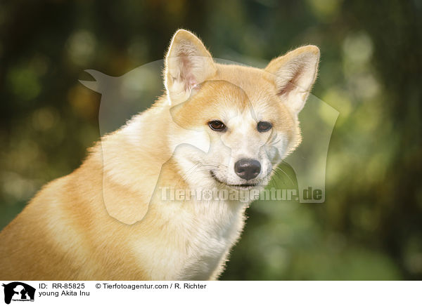 junger Akita Inu / young Akita Inu / RR-85825