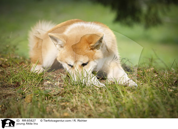 junger Akita Inu / young Akita Inu / RR-85827
