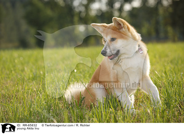 junger Akita Inu / young Akita Inu / RR-85832