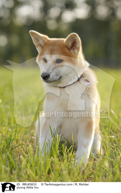 junger Akita Inu / young Akita Inu / RR-85833
