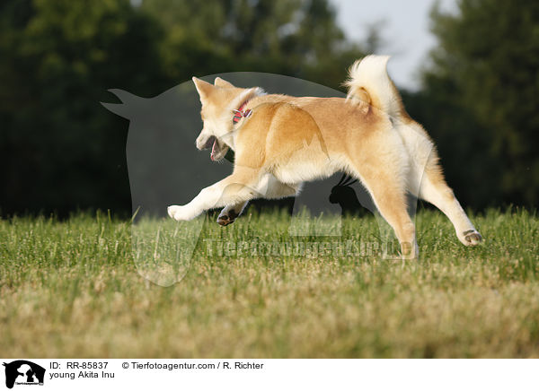 junger Akita Inu / young Akita Inu / RR-85837