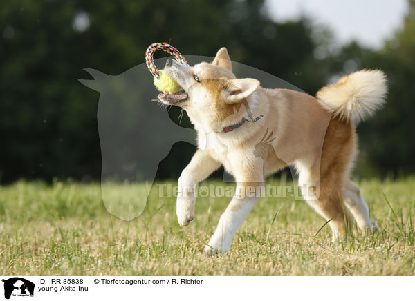 junger Akita Inu / young Akita Inu / RR-85838