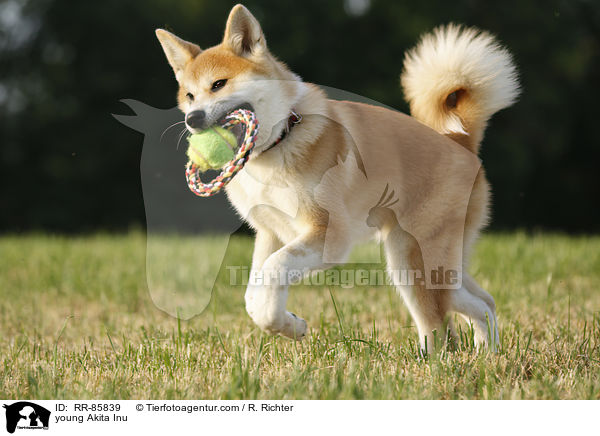 junger Akita Inu / young Akita Inu / RR-85839