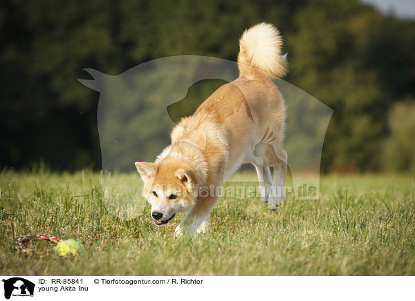 junger Akita Inu / young Akita Inu / RR-85841