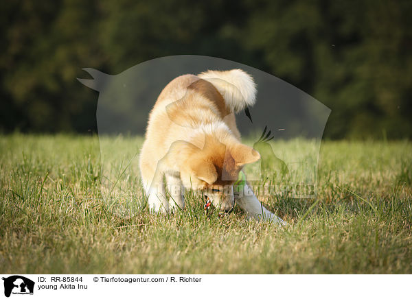 junger Akita Inu / young Akita Inu / RR-85844