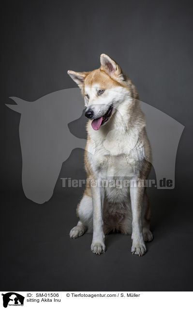sitzender Akita Inu / sitting Akita Inu / SM-01506
