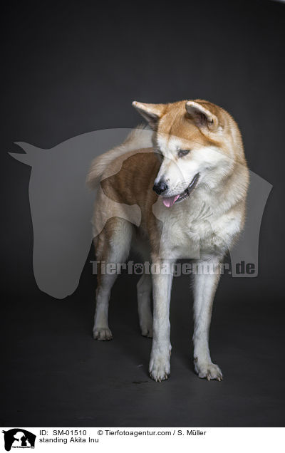 stehender Akita Inu / standing Akita Inu / SM-01510