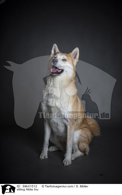 sitzender Akita Inu / sitting Akita Inu / SM-01512