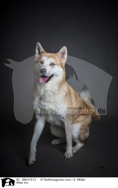 Akita Inu / Akita Inu / SM-01513