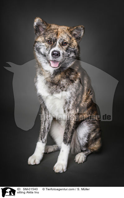 sitzender Akita Inu / sitting Akita Inu / SM-01540