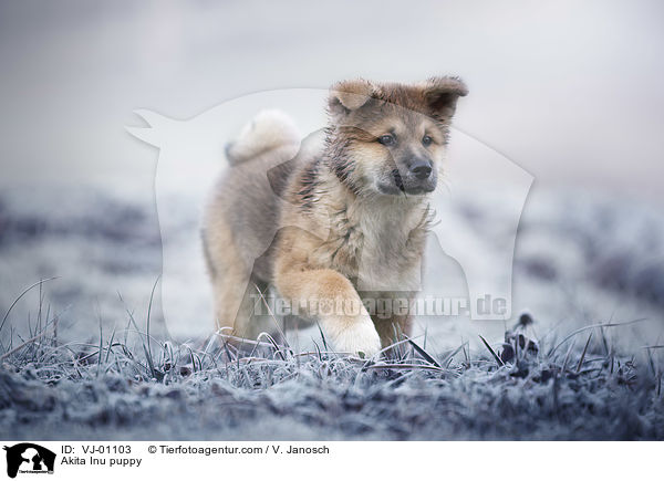 Akita Inu Welpe / Akita Inu puppy / VJ-01103