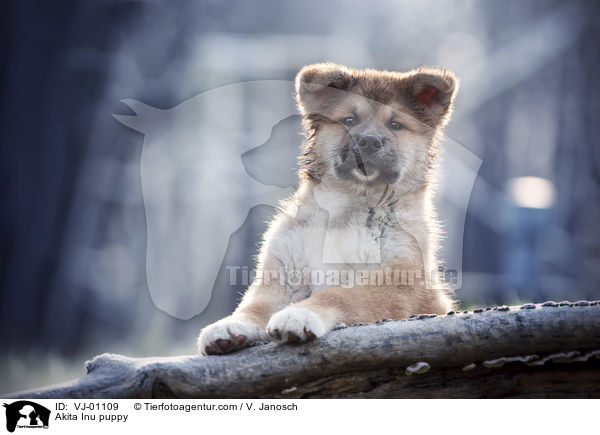 Akita Inu Welpe / Akita Inu puppy / VJ-01109