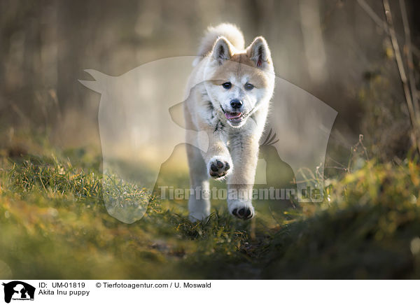 Akita Inu Welpe / Akita Inu puppy / UM-01819