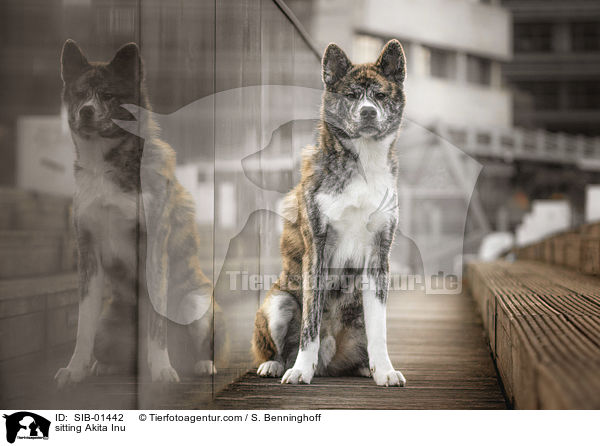 sitzender Akita Inu / sitting Akita Inu / SIB-01442