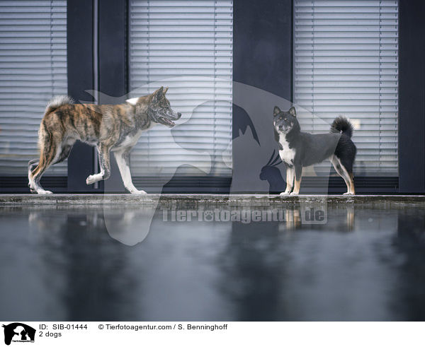 2 Hunde / 2 dogs / SIB-01444