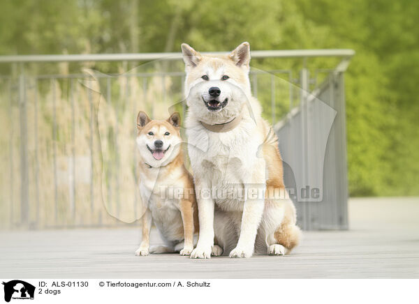 2 Hunde / 2 dogs / ALS-01130