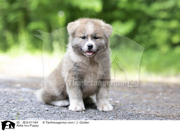 Akita Inu Welpe / Akita Inu Puppy / JEG-01164