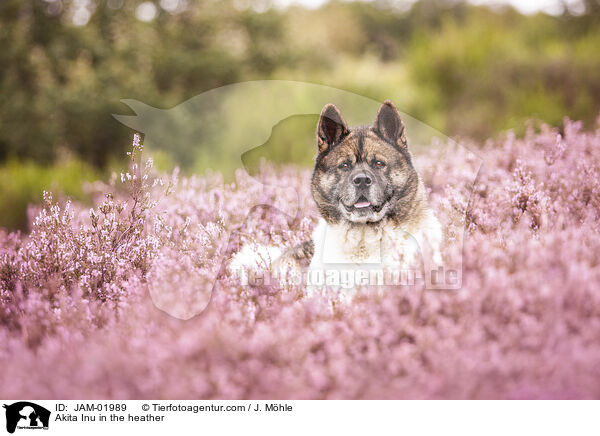 Akita Inu in der Heide / Akita Inu in the heather / JAM-01989