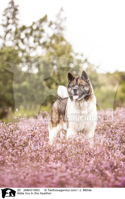 Akita Inu in der Heide / Akita Inu in the heather / JAM-01993