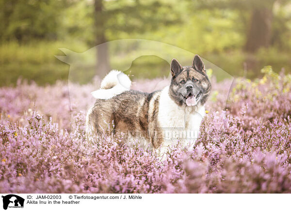 Akita Inu in der Heide / Akita Inu in the heather / JAM-02003