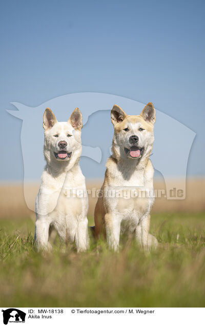 Akita Inus / Akita Inus / MW-18138