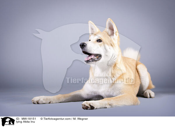 liegender Akita Inu / lying Akita Inu / MW-18151