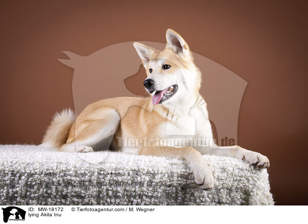 liegender Akita Inu / lying Akita Inu / MW-18172