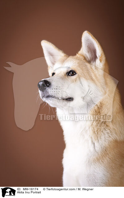 Akita Inu Portrait / Akita Inu Portrait / MW-18174