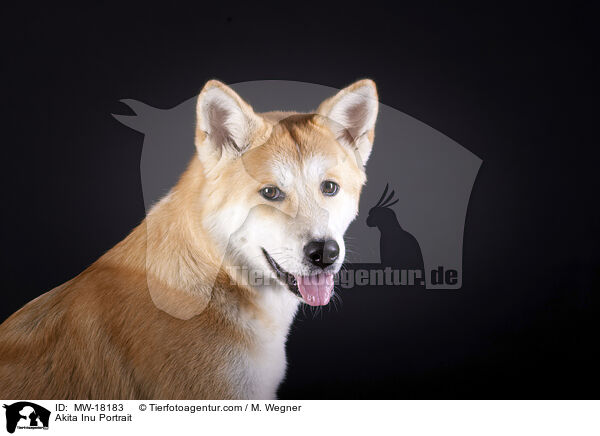 Akita Inu Portrait / Akita Inu Portrait / MW-18183