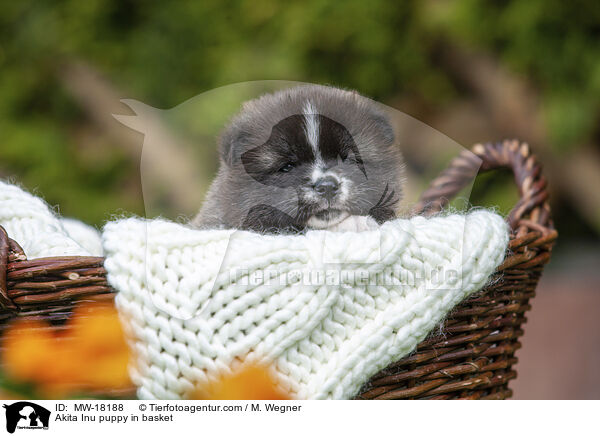 Akita Inu Welpe im Krbchen / Akita Inu puppy in basket / MW-18188