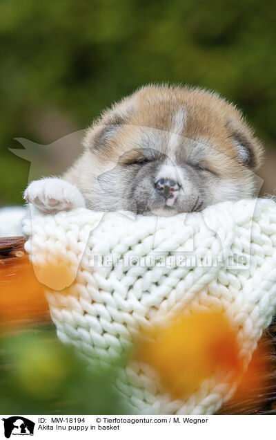 Akita Inu Welpe im Krbchen / Akita Inu puppy in basket / MW-18194