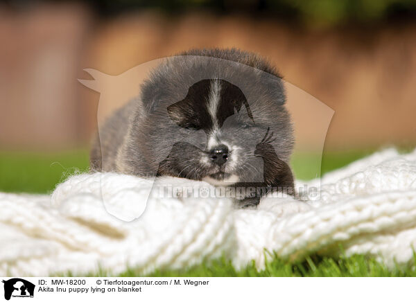 Akita Inu Welpe liegt auf Decke / Akita Inu puppy lying on blanket / MW-18200