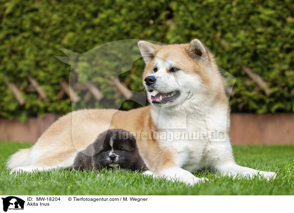 Akita Inus / Akita Inus / MW-18204