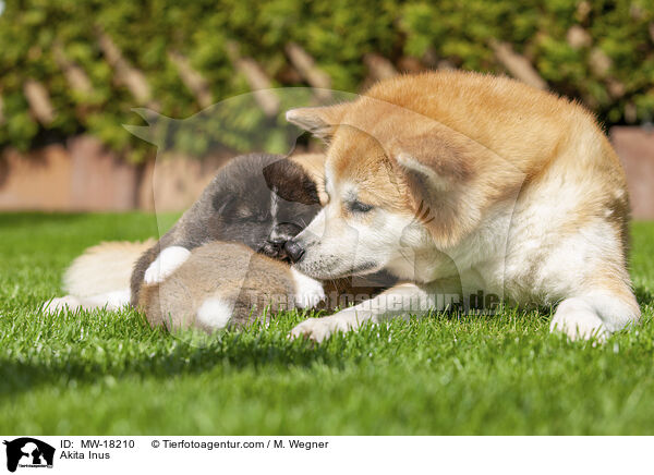 Akita Inus / Akita Inus / MW-18210