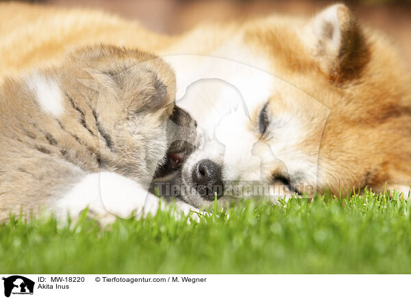 Akita Inus / Akita Inus / MW-18220