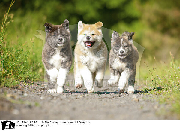 running Akita Inu puppies / MW-18225