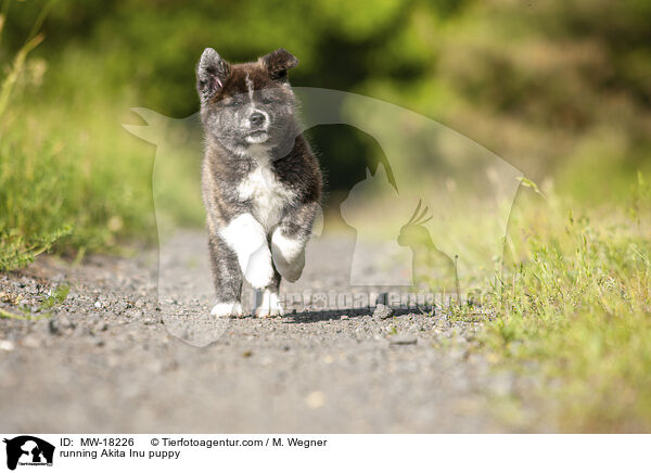 rennender Akita Inu Welpe / running Akita Inu puppy / MW-18226