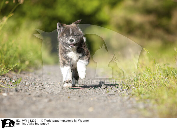 rennender Akita Inu Welpe / running Akita Inu puppy / MW-18236