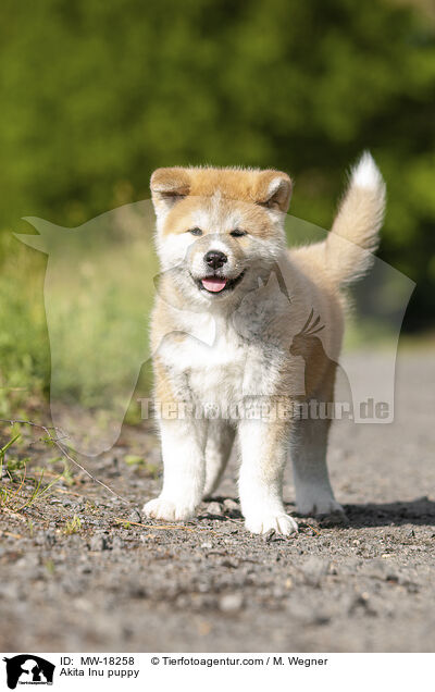Akita Inu Welpe / Akita Inu puppy / MW-18258