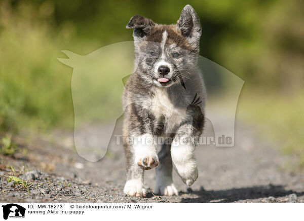 rennender Akita Inu Welpe / running Akita Inu puppy / MW-18273