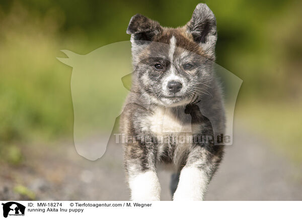 rennender Akita Inu Welpe / running Akita Inu puppy / MW-18274