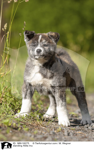 stehender Akita Inu / standing Akita Inu / MW-18275