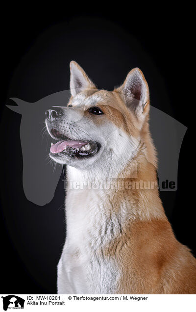 Akita Inu Portrait / Akita Inu Portrait / MW-18281