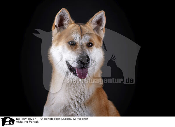 Akita Inu Portrait / Akita Inu Portrait / MW-18287