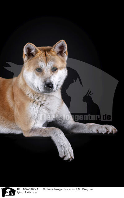 liegender Akita Inu / lying Akita Inu / MW-18291