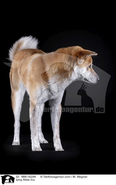 liegender Akita Inu / lying Akita Inu / MW-18294