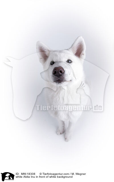 weier Akita Inu vor weiem Hintergrund / white Akita Inu in front of white background / MW-18308