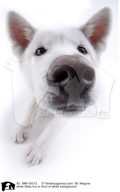 weier Akita Inu vor weiem Hintergrund / white Akita Inu in front of white background / MW-18312