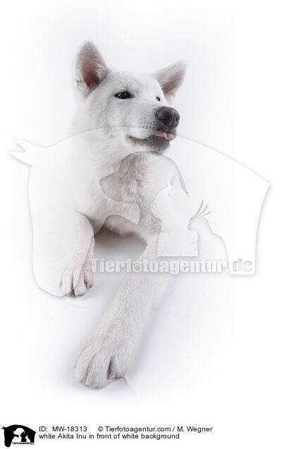 weier Akita Inu vor weiem Hintergrund / white Akita Inu in front of white background / MW-18313